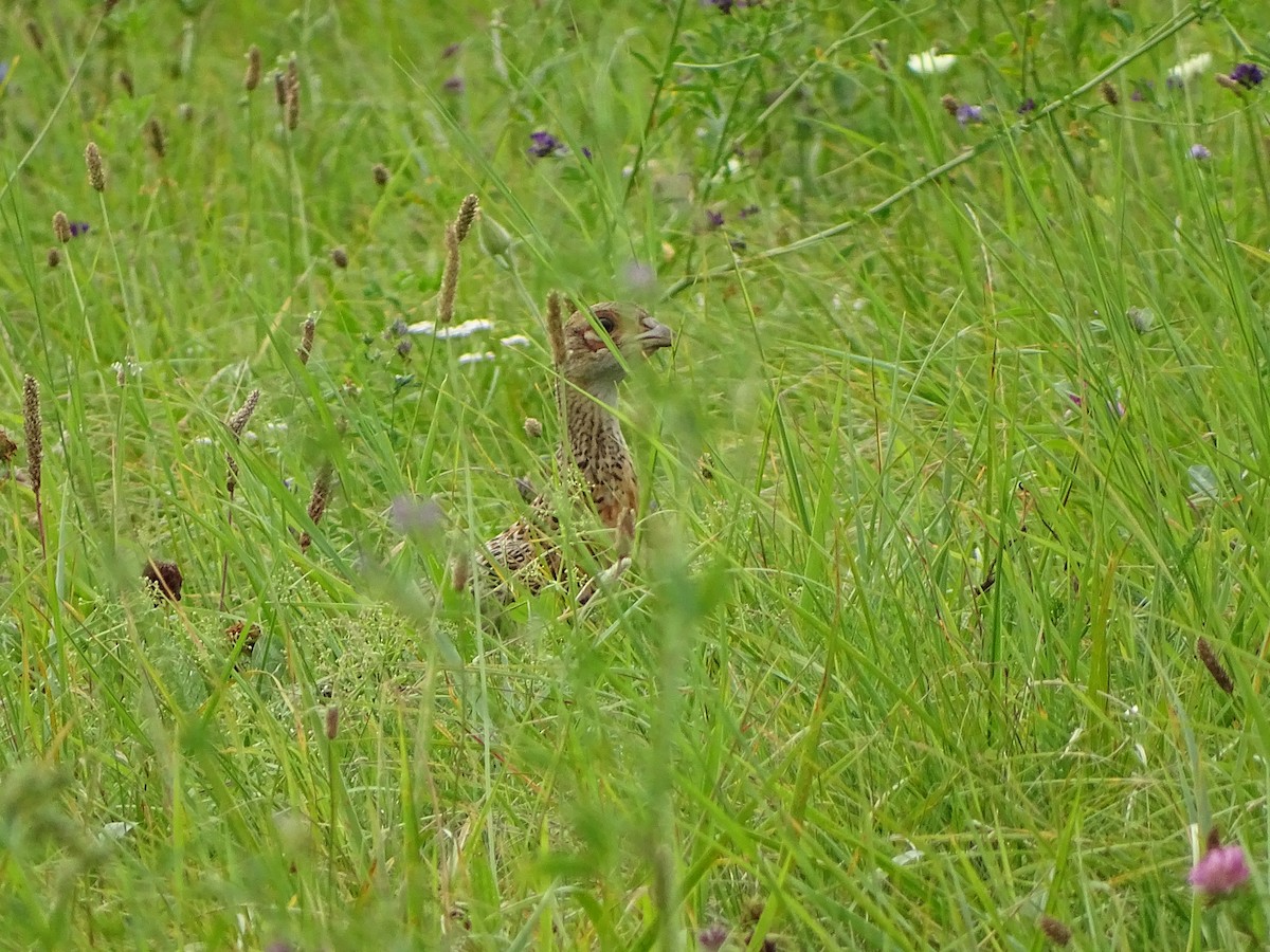 Jagdfasan - ML641550395