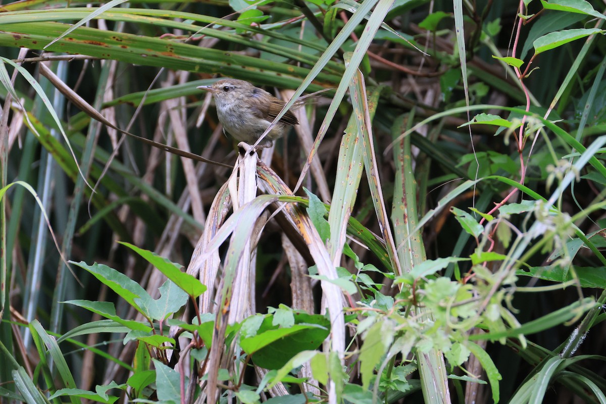 Brownish-flanked Bush Warbler - ML641550399