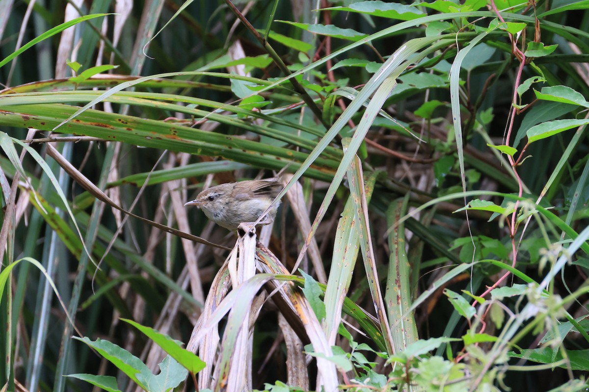 Brownish-flanked Bush Warbler - ML641550409