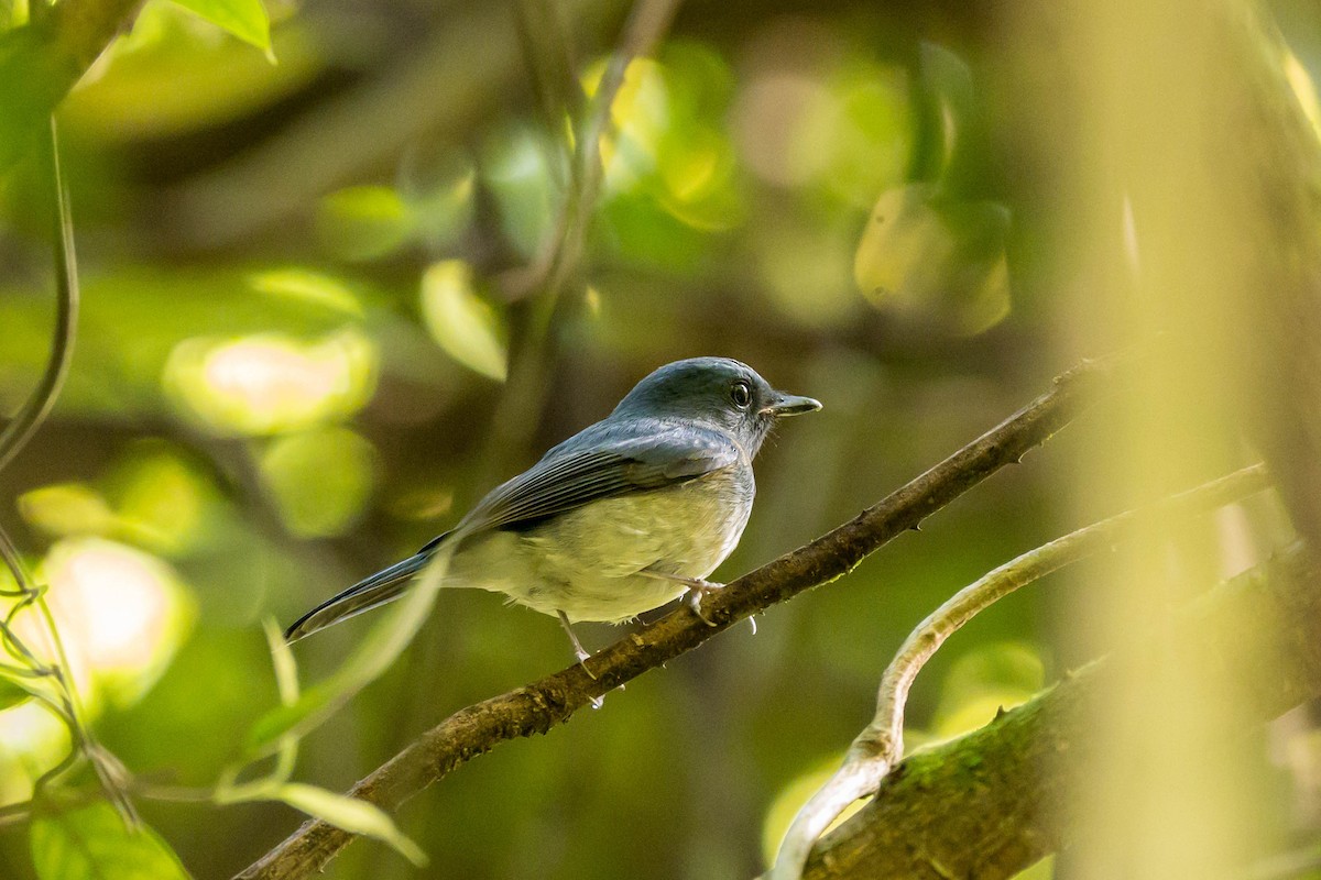 Hainan Blue Flycatcher - ML641550413