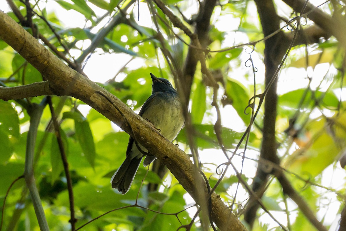 Hainan Blue Flycatcher - ML641550414
