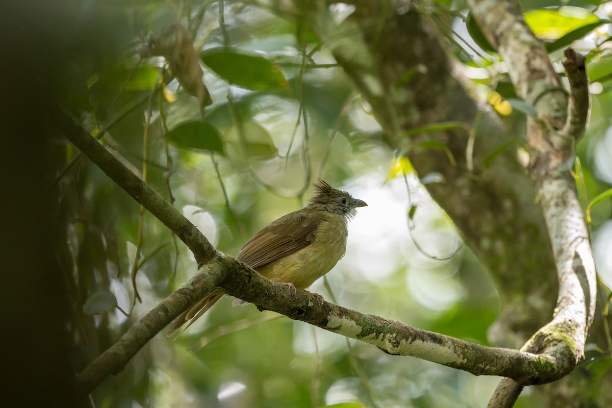 Puff-throated Bulbul (Puff-throated) - ML641550425
