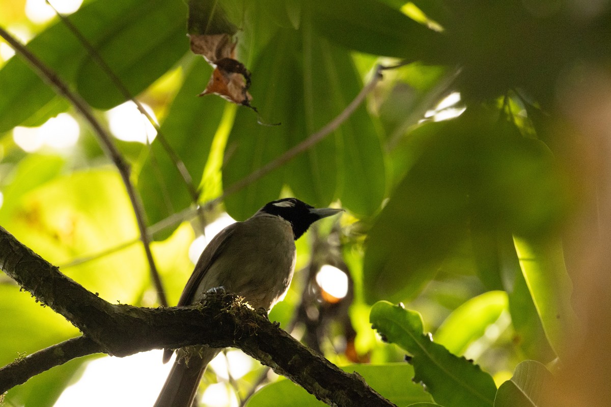 Black-throated Shrikebill - ML641550427