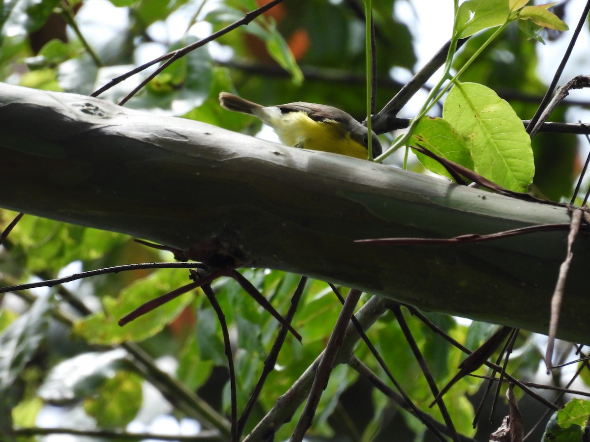 Golden-bellied Gerygone - ML641550488