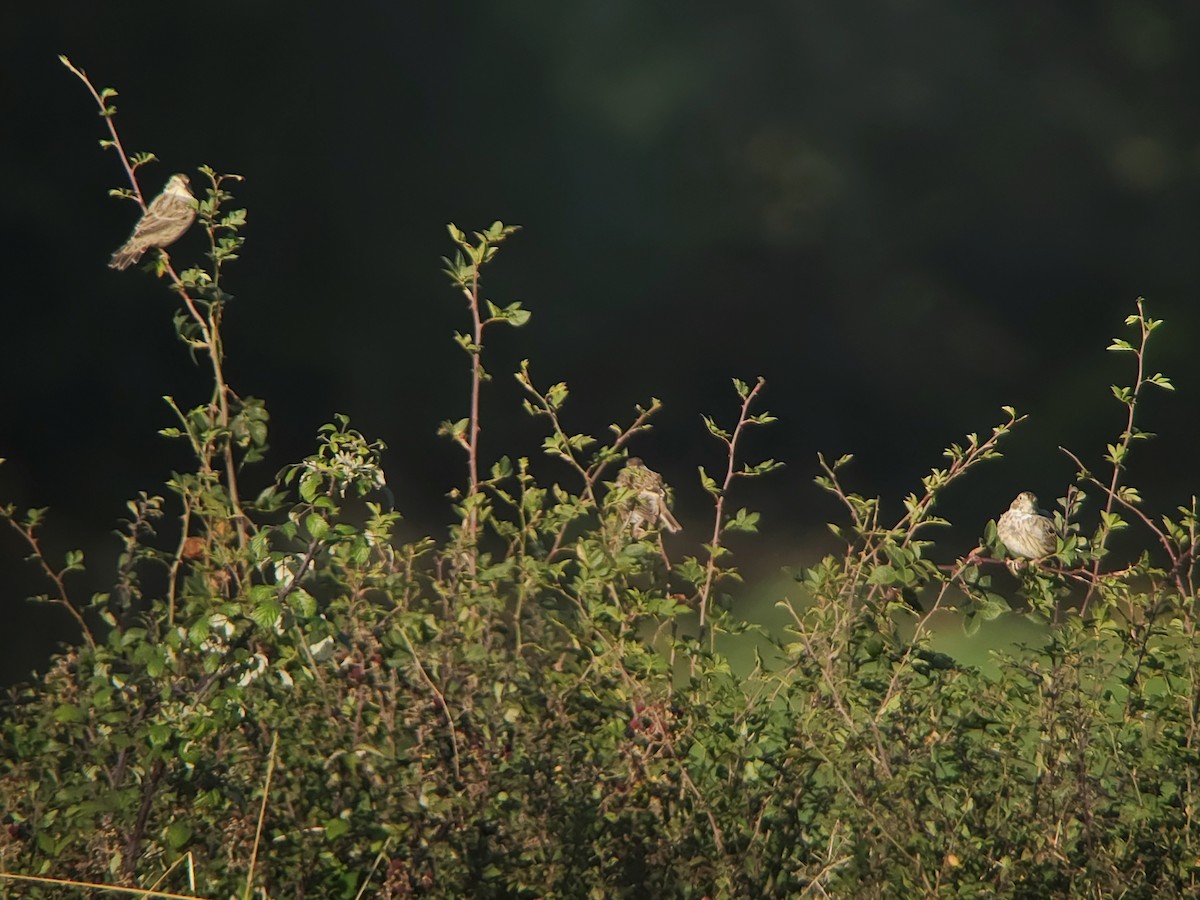 Corn Bunting - ML641550490