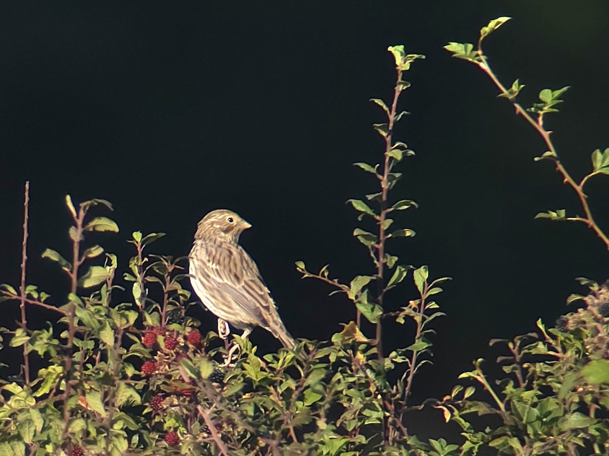 Corn Bunting - ML641550491
