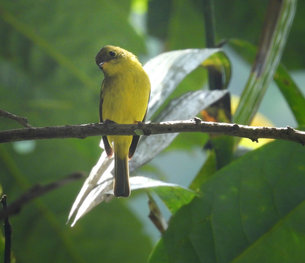 Gobemoustique canari - ML641550508