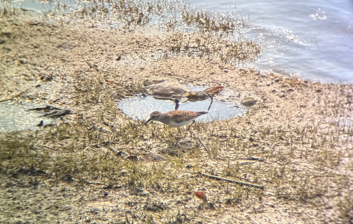 pygmésnipe - ML641550558