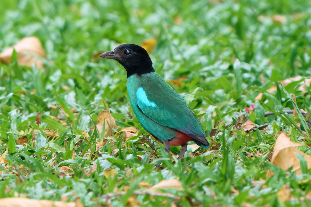 Western Hooded Pitta (Sunda) - ML641550638