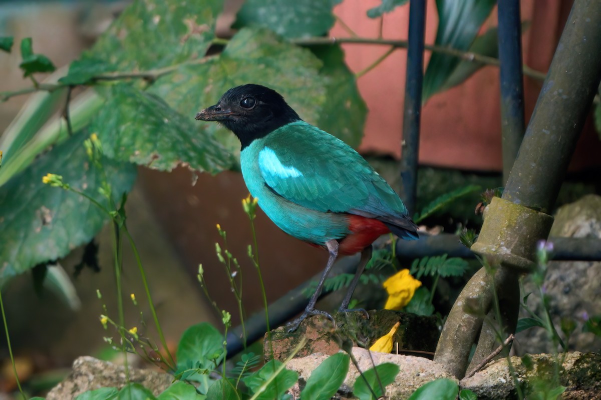 Western Hooded Pitta (Sunda) - ML641550639