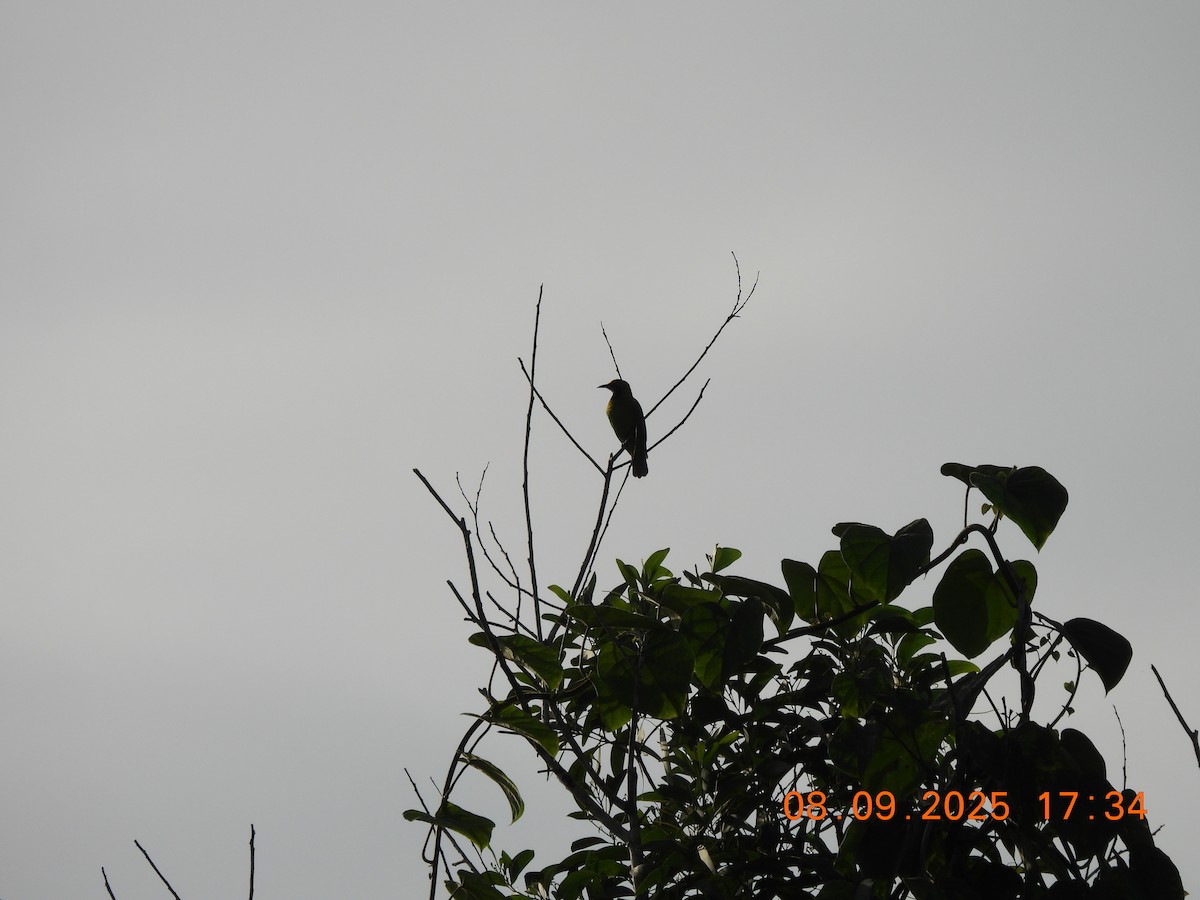 Golden-fronted Leafbird - ML641550657