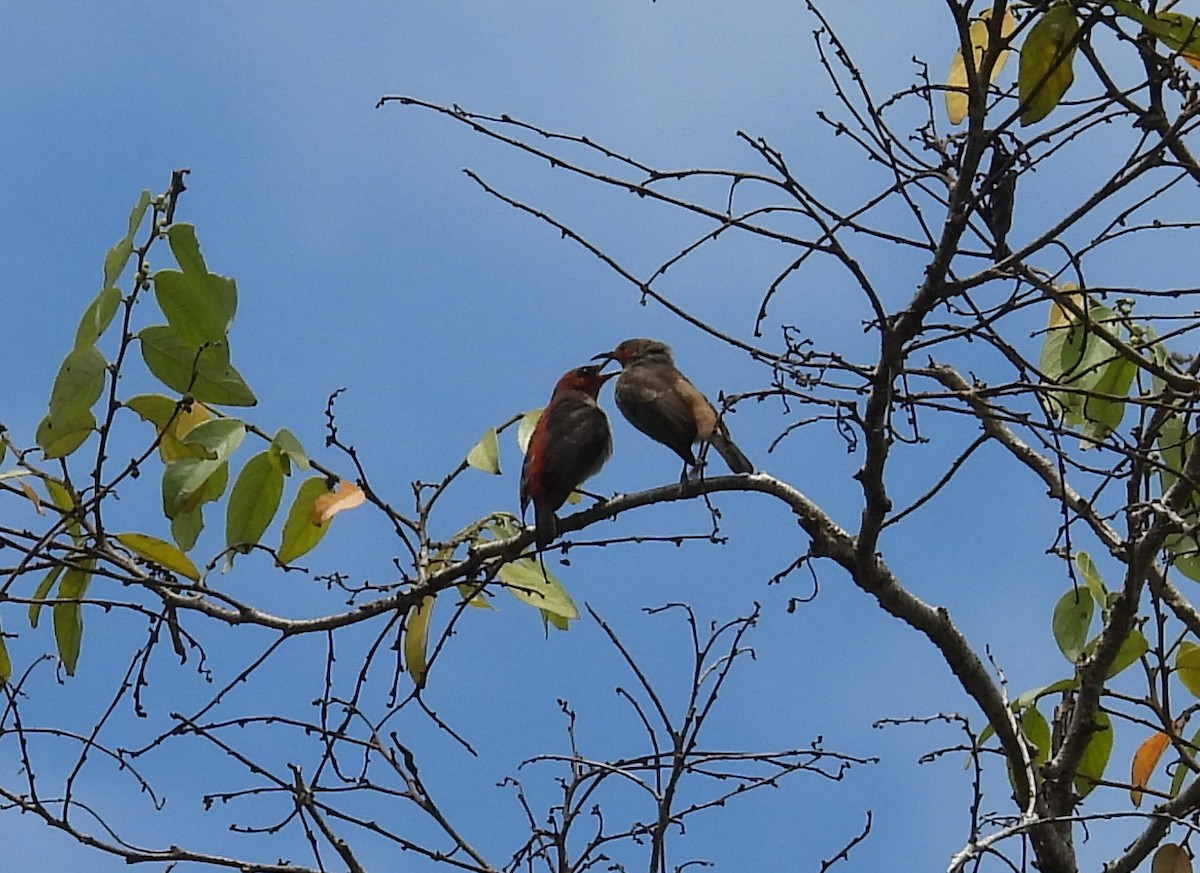Karmesinnektarvogel - ML641550696