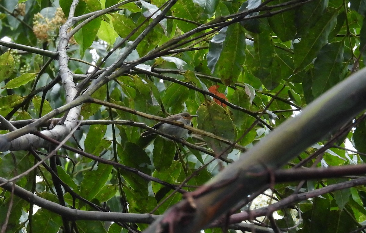 Karmesinnektarvogel - ML641550698