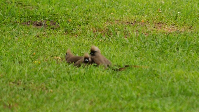 Speckled Mousebird - ML641550726