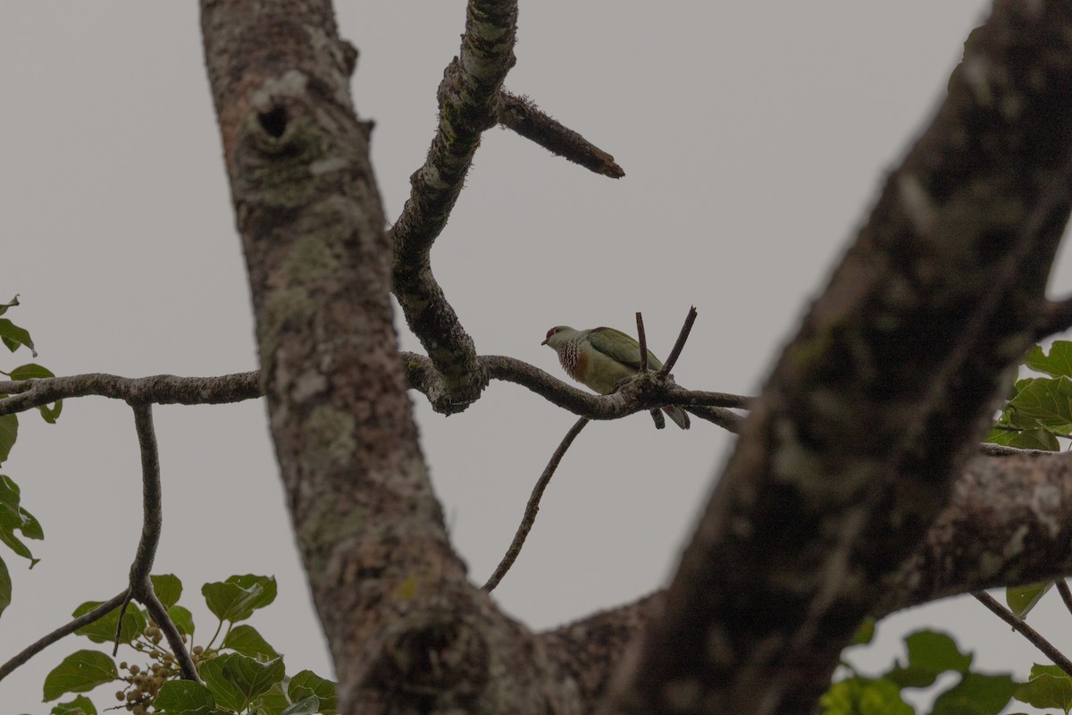 Many-colored Fruit-Dove - ML641550746