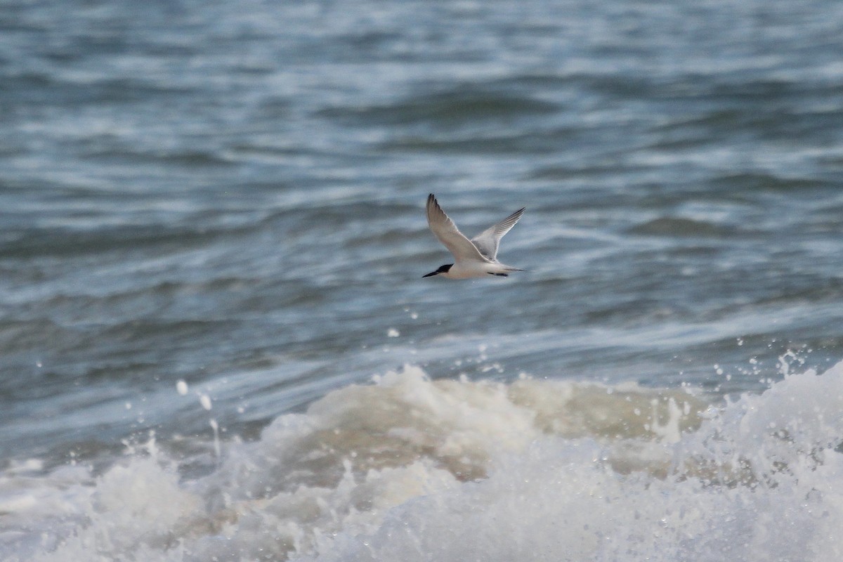 Roseate Tern - ML641550748