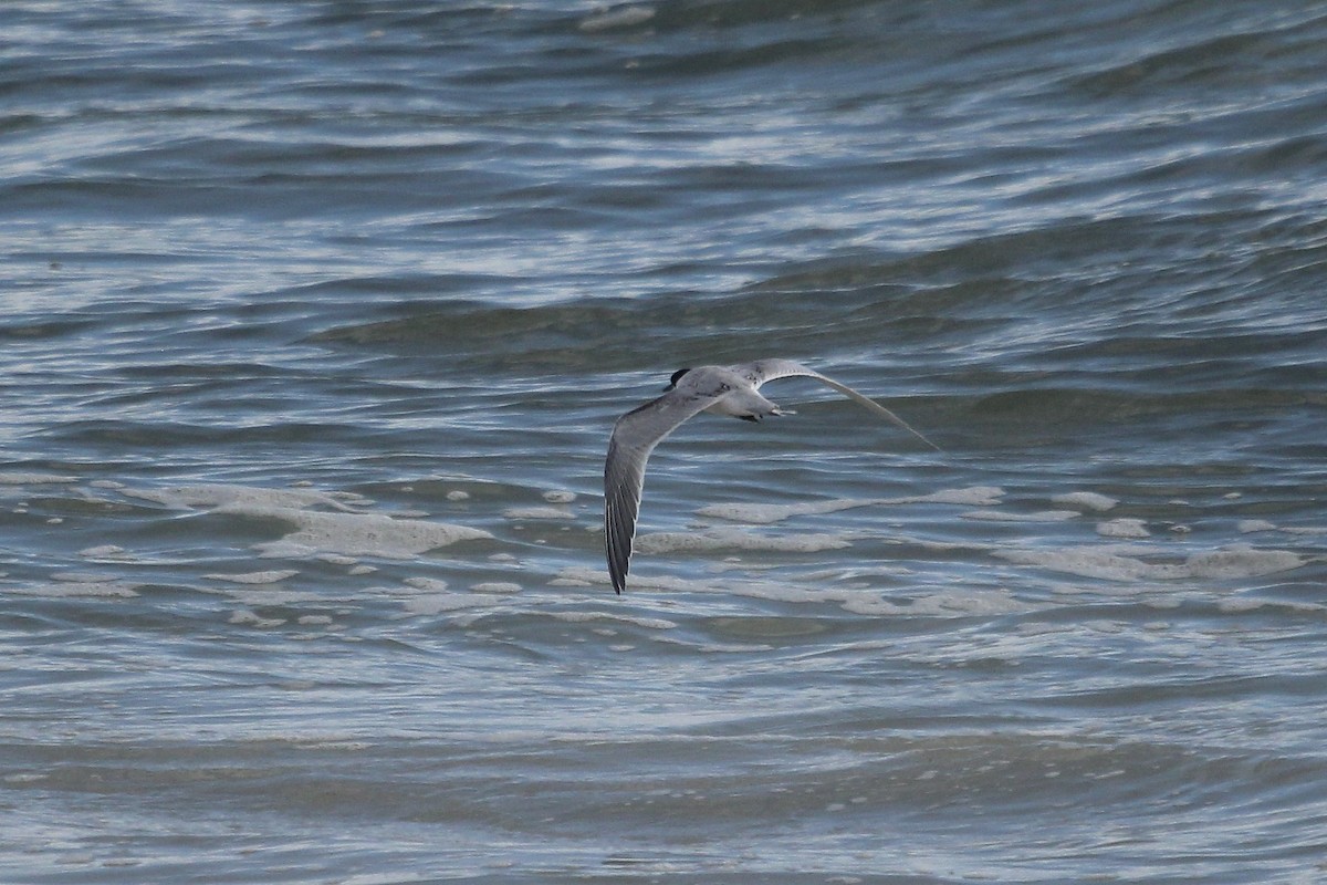 Roseate Tern - ML641550749