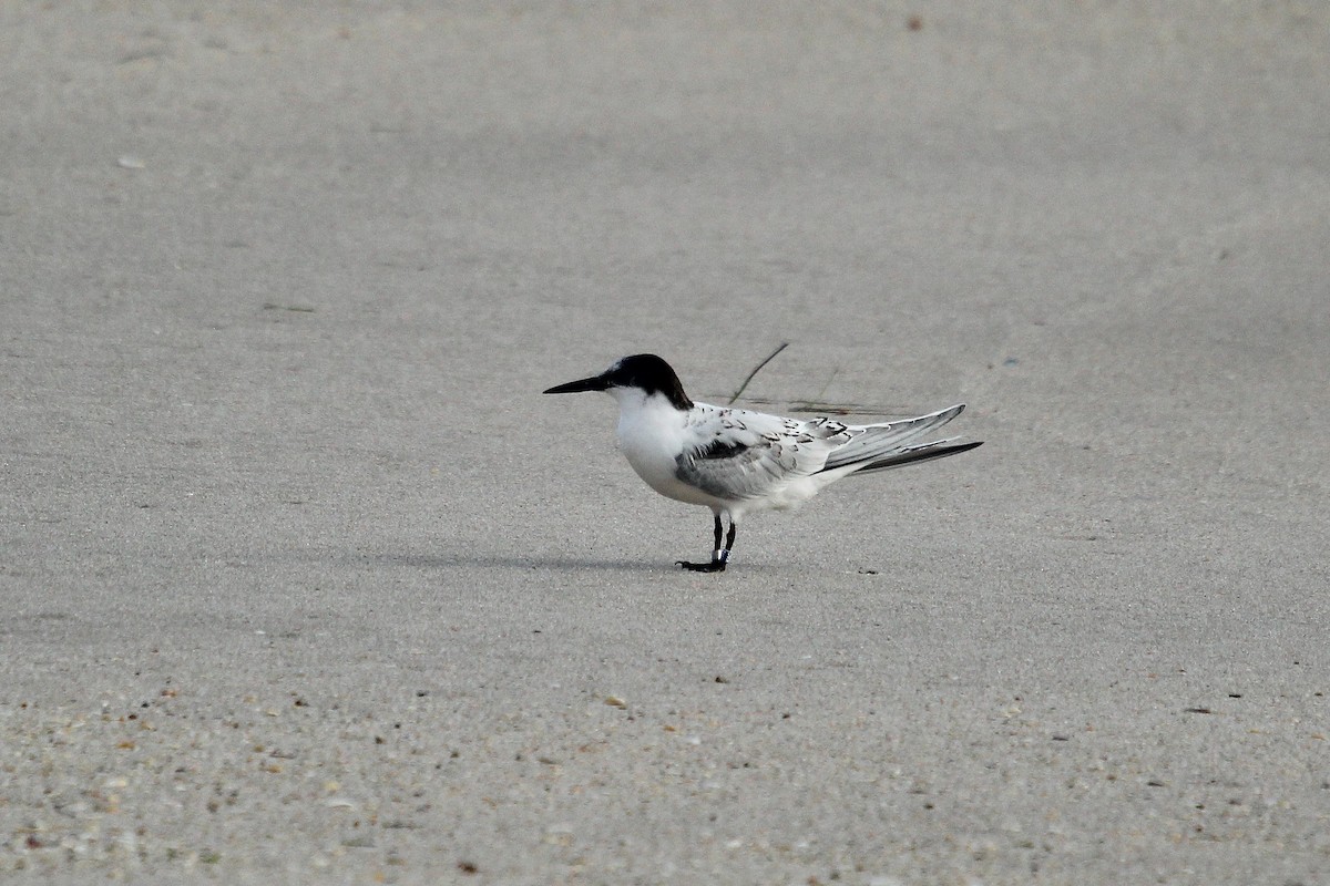 Roseate Tern - ML641550750