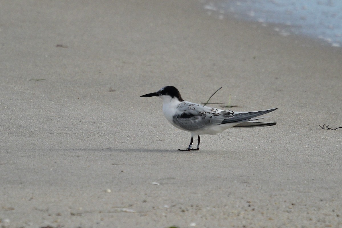 Roseate Tern - ML641550751