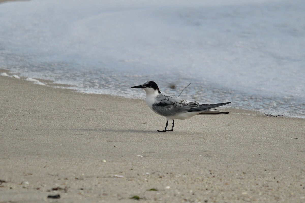 Roseate Tern - ML641550752