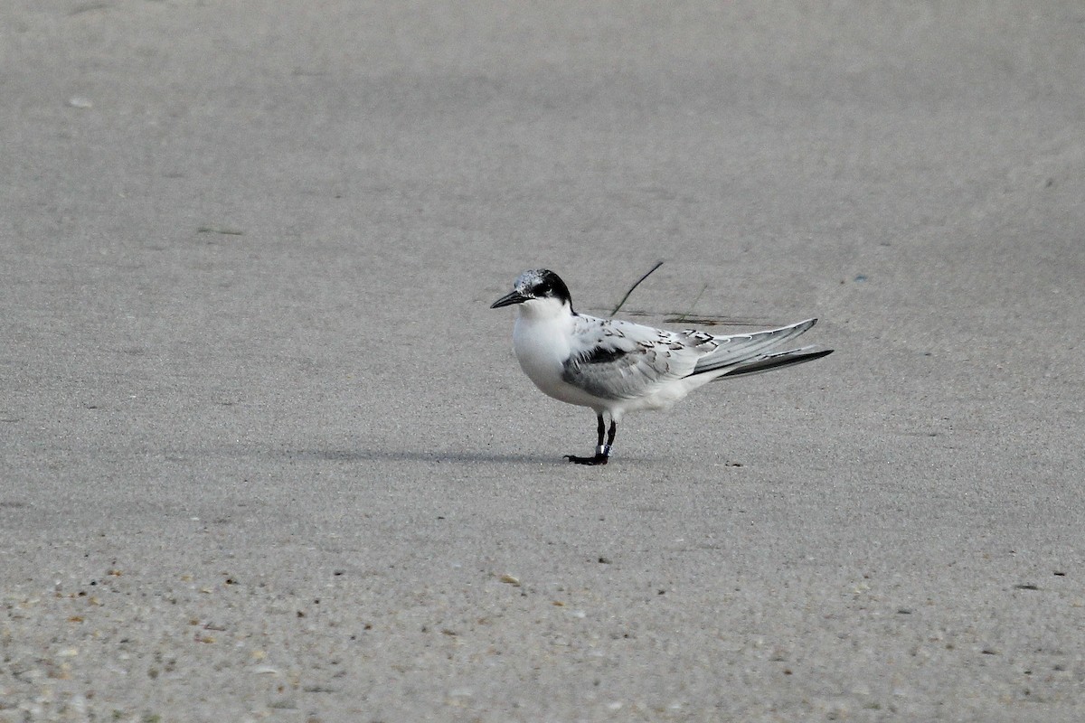 Roseate Tern - ML641550754