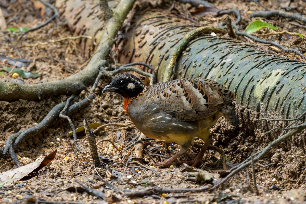 Hainan Partridge - ML641550760
