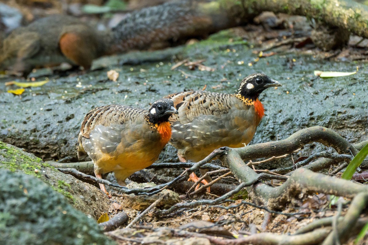 Hainan Partridge - ML641550761