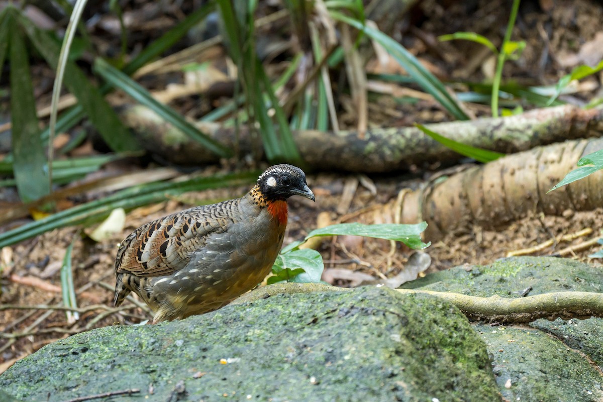 Hainan Partridge - ML641550762