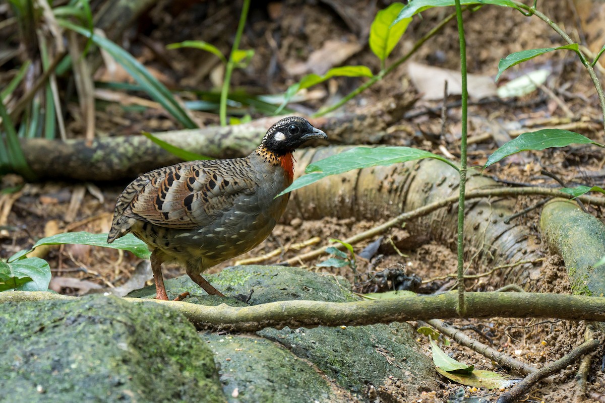 Hainan Partridge - ML641550766