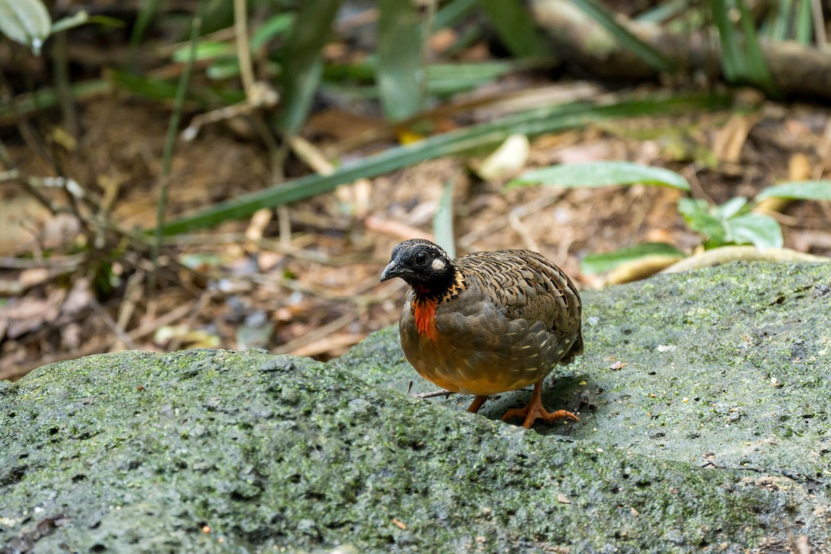 Hainan Partridge - ML641550769