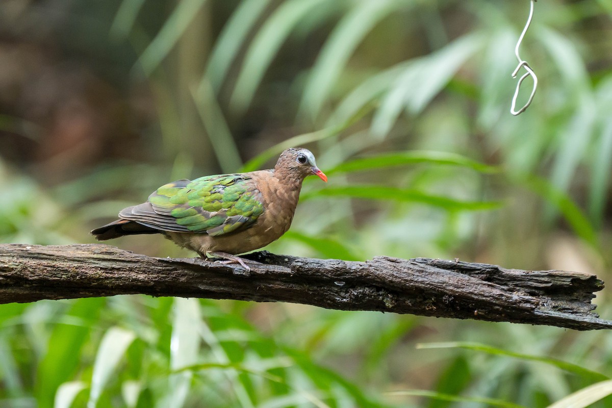 Asian Emerald Dove - ML641550772