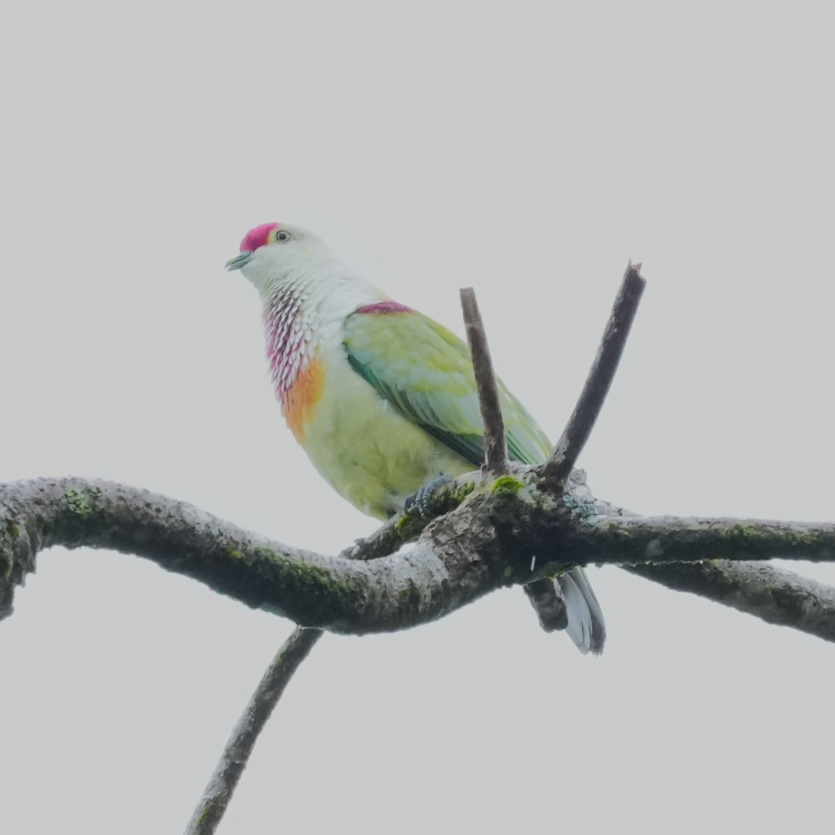 Many-colored Fruit-Dove - ML641550800