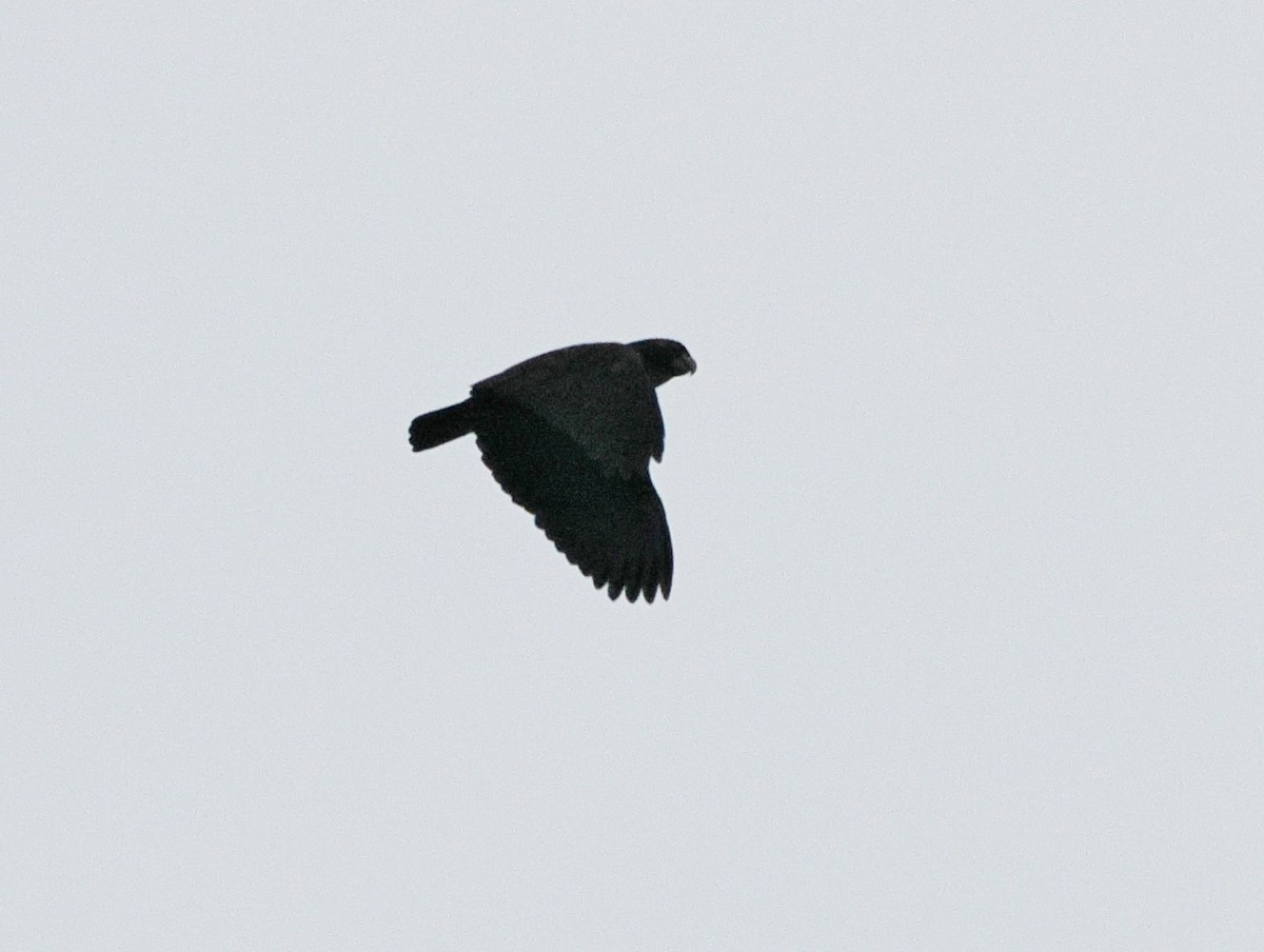 Loro Alibronceado - ML641550802