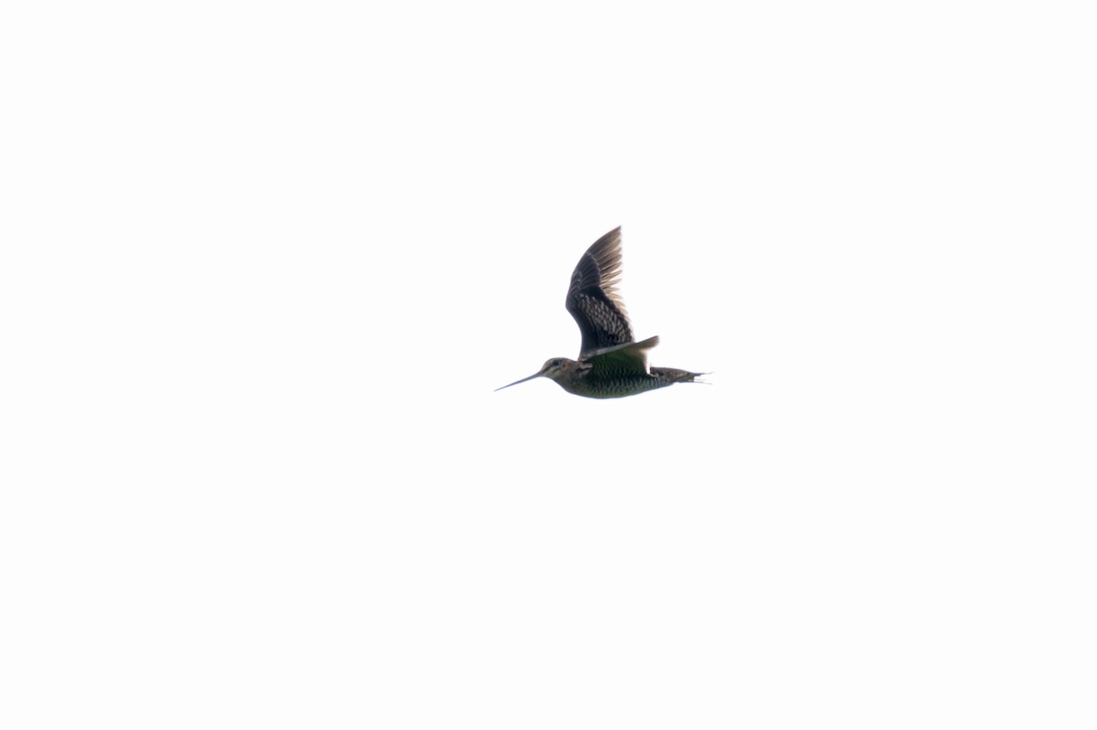 Bécassine de Swinhoe - ML641550807