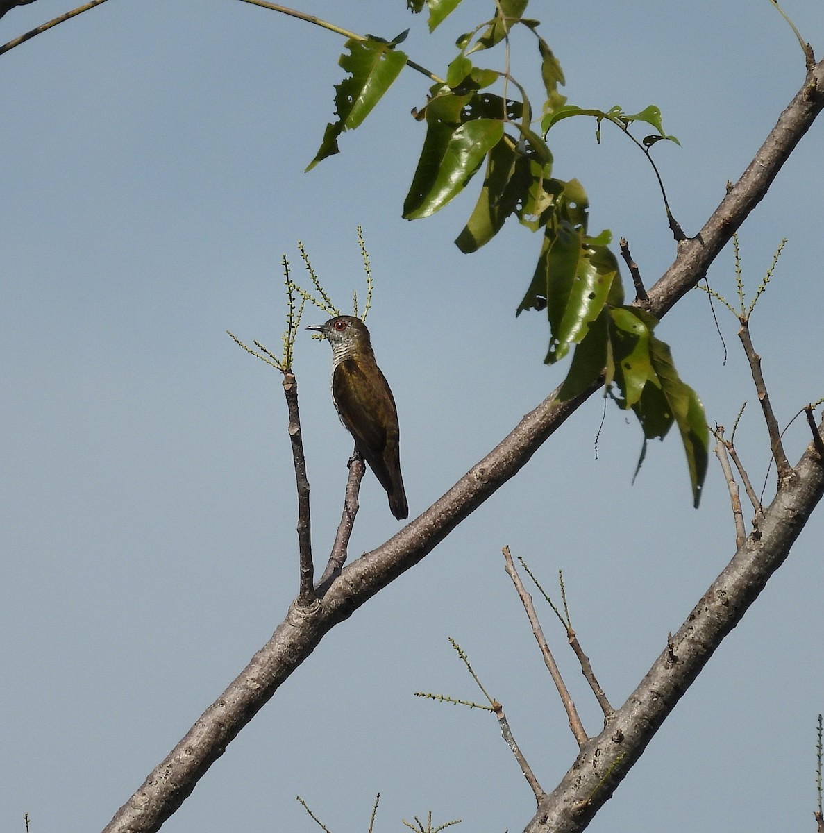 Little Bronze-Cuckoo (Gould's) - ML641550821