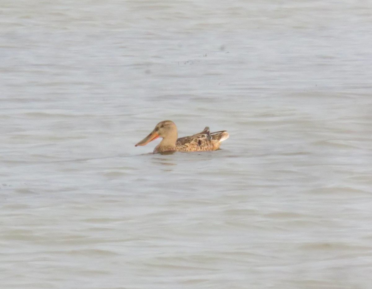 Mestolone - ML641550890