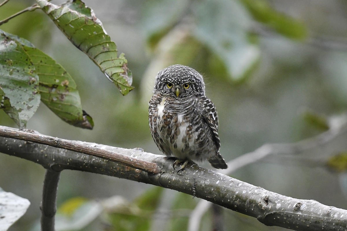 Collared Owlet - ML641551014