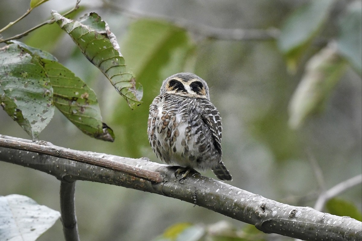 Collared Owlet - ML641551015