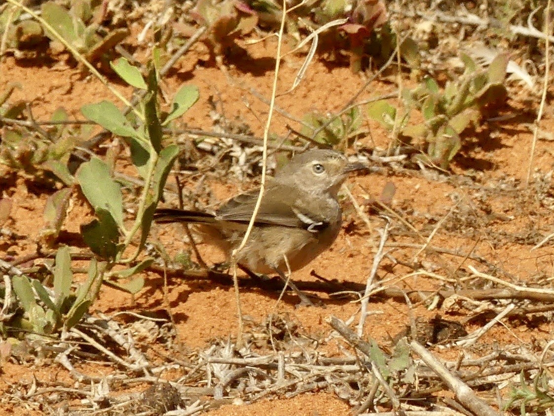 Spotted Scrubwren - ML641551050