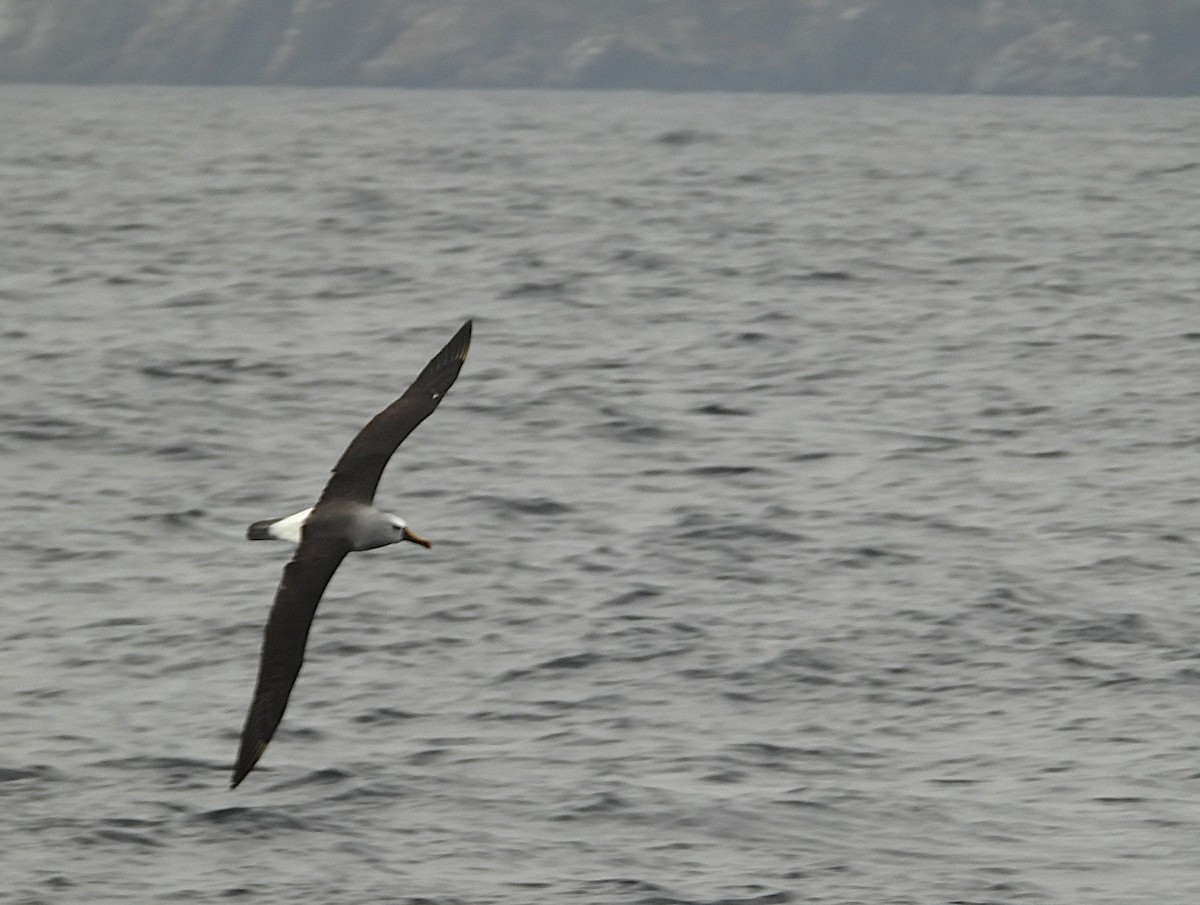 Atlantic Yellow-nosed Albatross - ML641551080