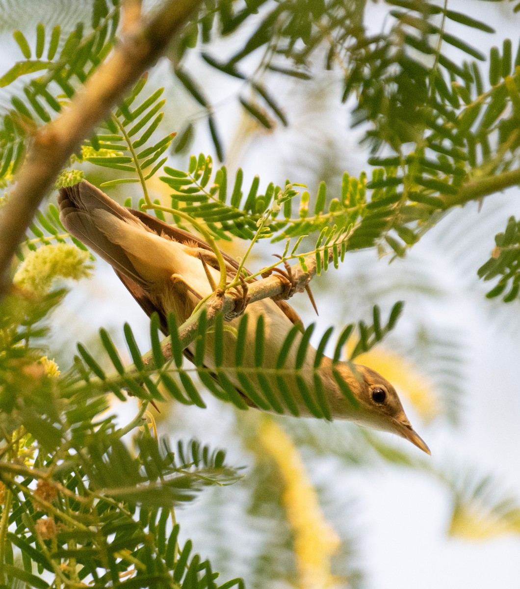 Marsh/Common Reed Warbler - ML641551083