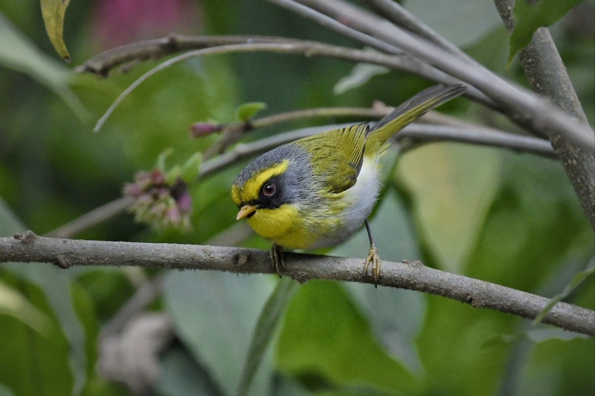 Black-faced Warbler - ML641551099