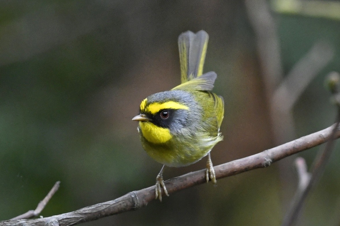 Black-faced Warbler - ML641551100