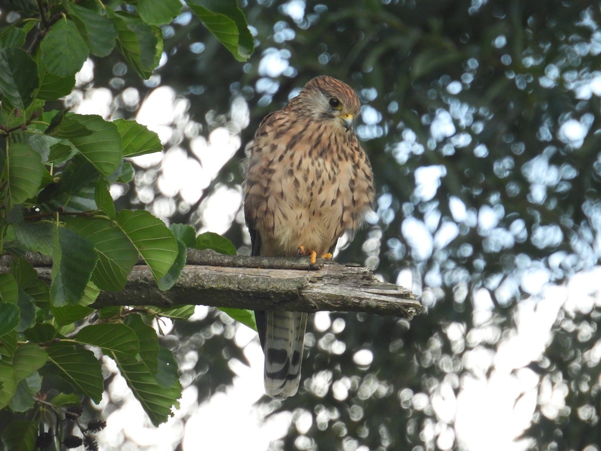 poštolka obecná - ML641551145