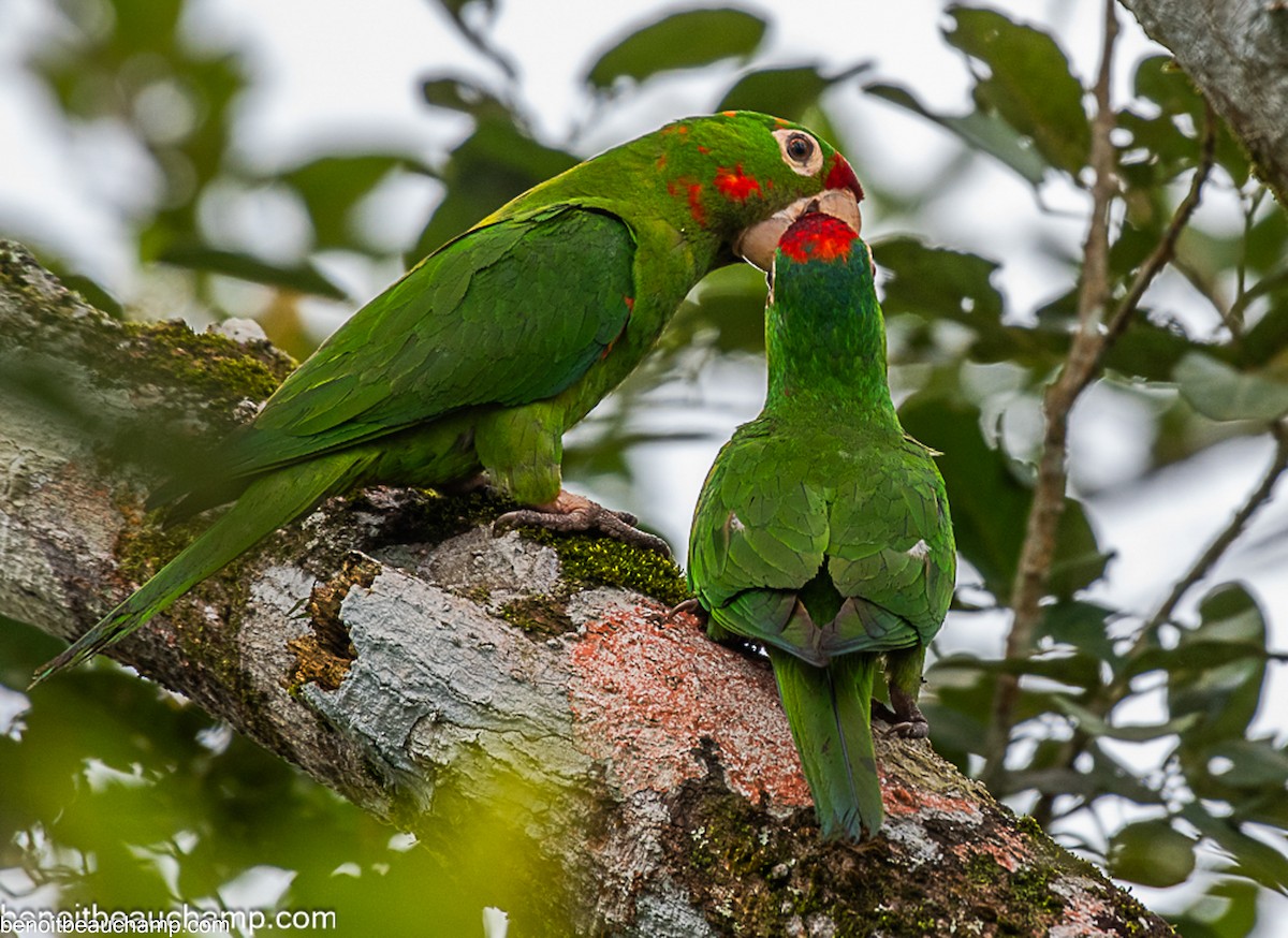 Crimson-fronted Parakeet - ML641551157