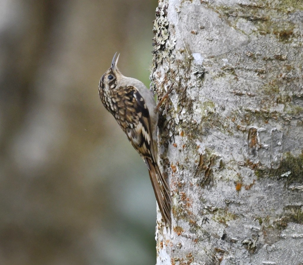 Sikkim Treecreeper - ML641551219
