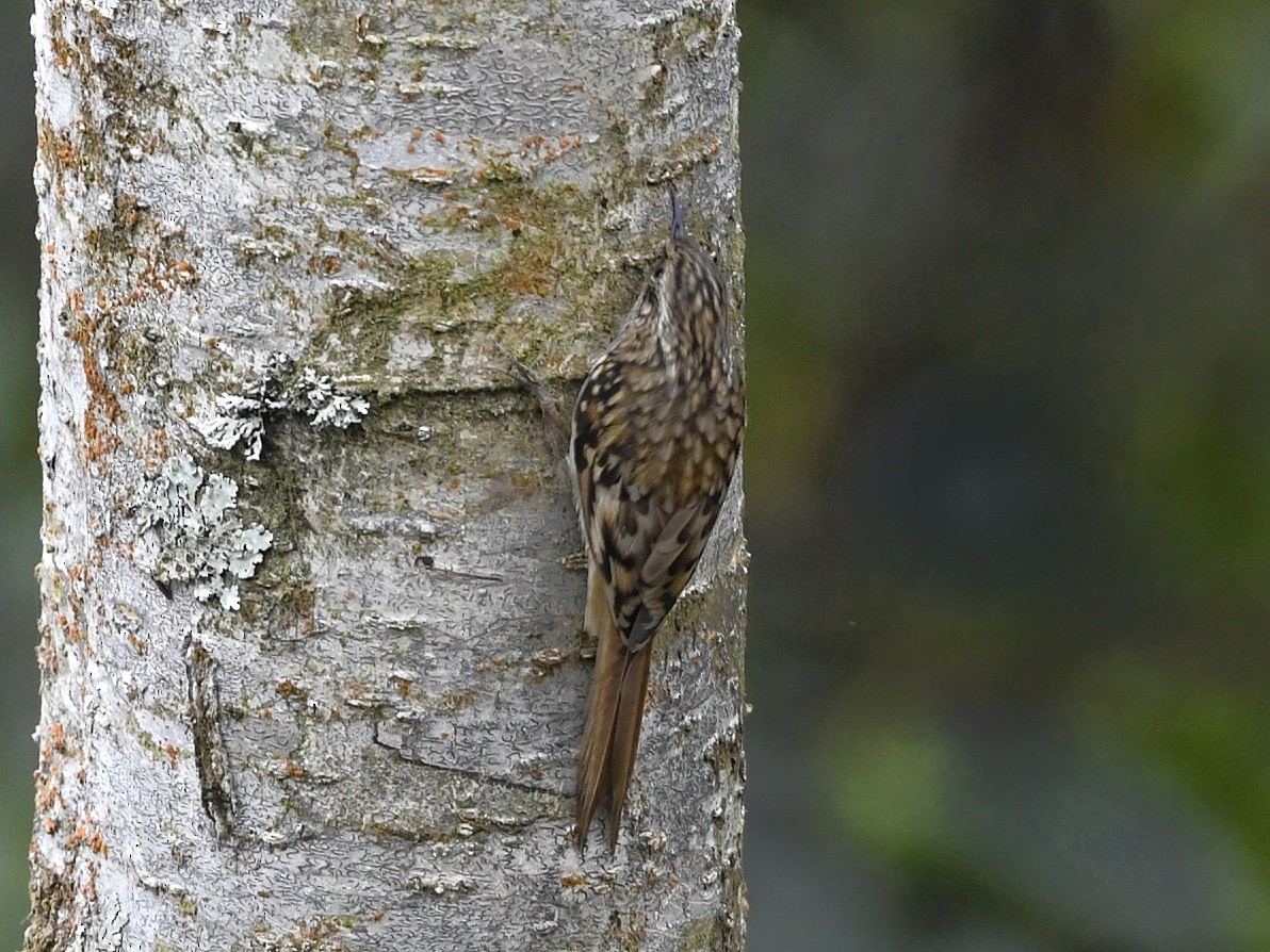 Sikkim Treecreeper - ML641551220