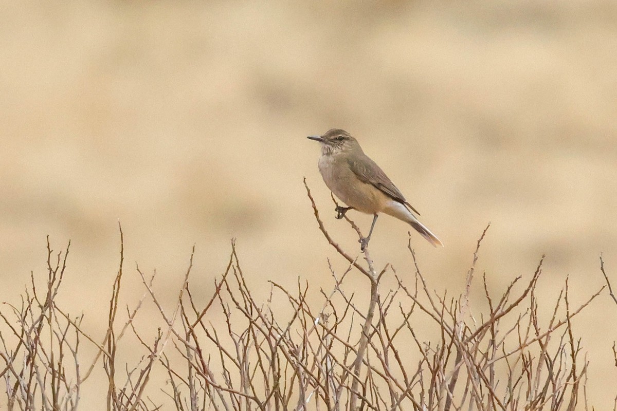 Black-billed Shrike-Tyrant - ML641551221
