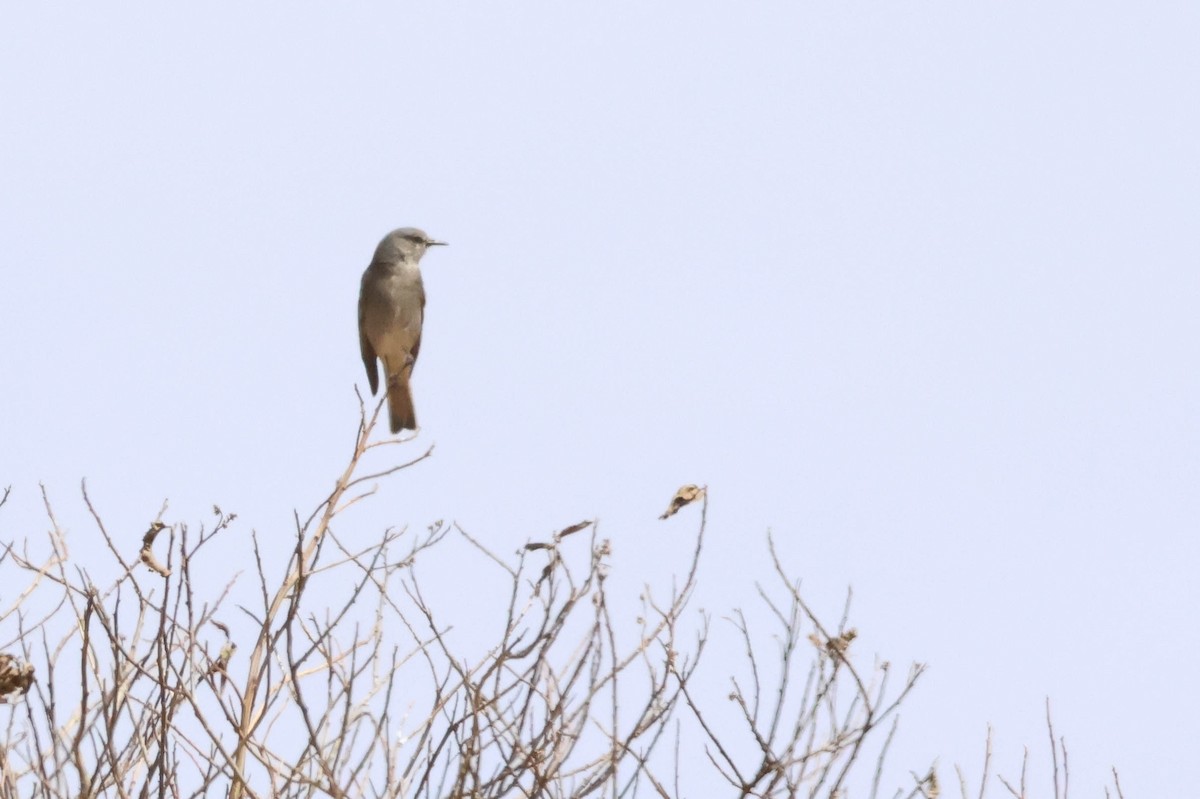Birro Alirrufo - ML641551222