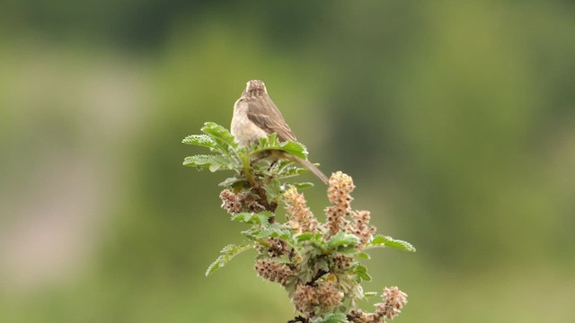 Streaky-headed Seedeater - ML641551225